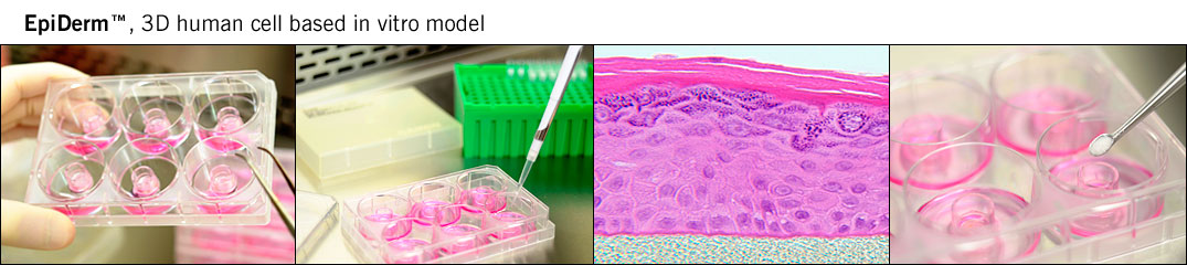 EpiDerm